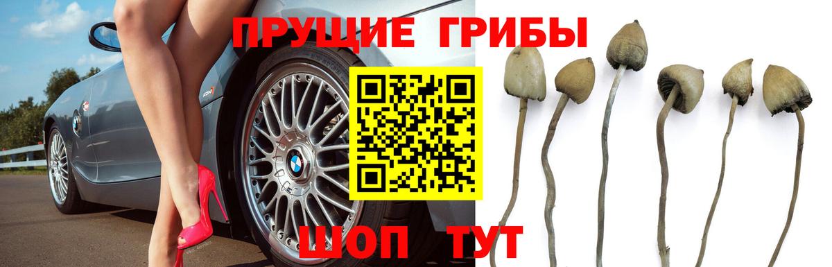 Галлюциногенные грибы мицелий  Вход с VPN  Новотроицк  Галлюциногенные грибы мицелий 